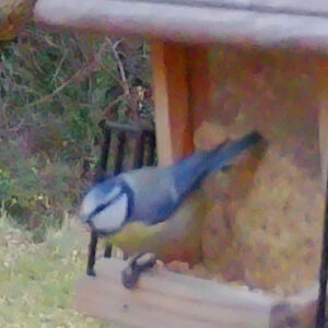 Mésange bleue